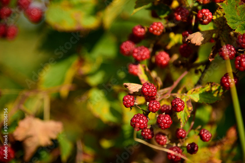 Blackberry fruit growing on branch blackberries in wild