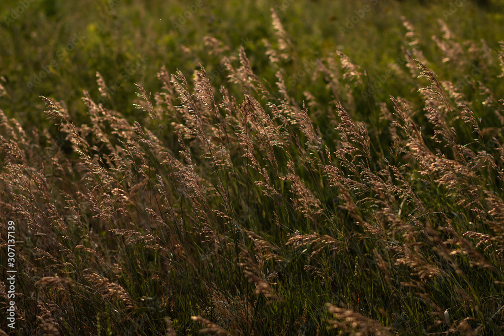 meadow with fescue and other grass in sunset meadow with fescue and other grass in sunset