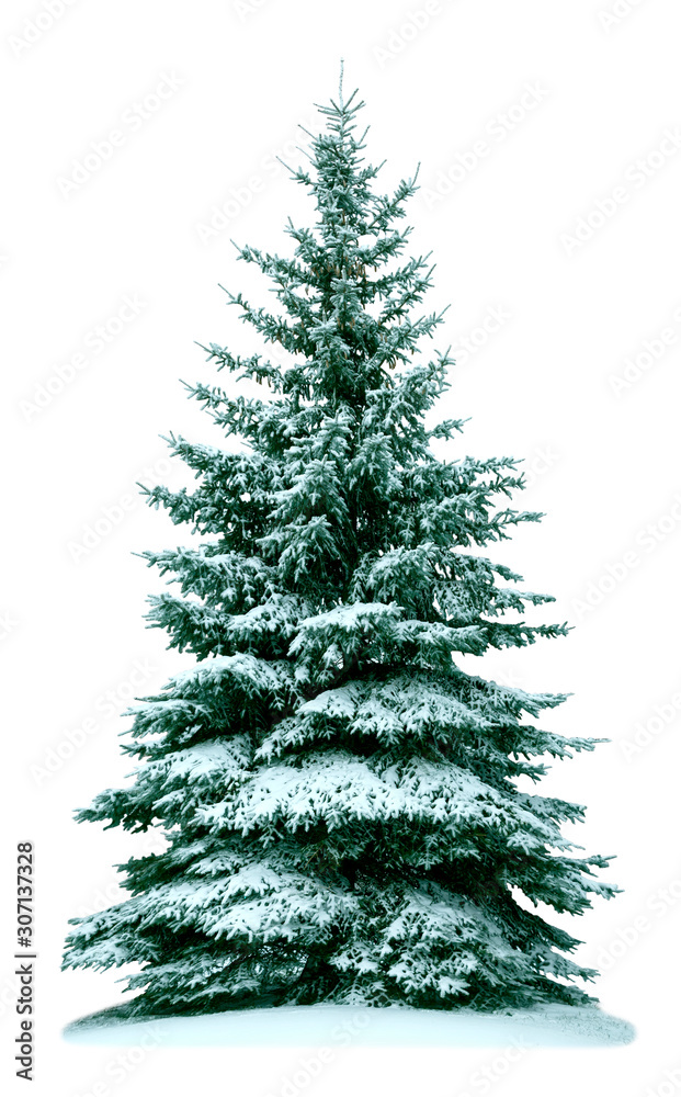 Christmas tree in snow Christmas tree in snow