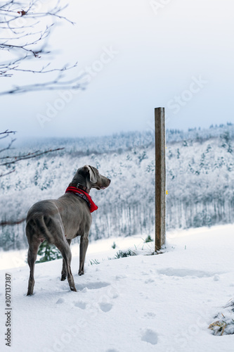 Weimaraner Jagdhund im Schnee