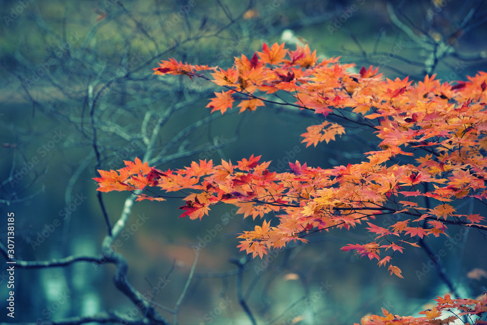 Red maple leaves in autumn season with blurred background, taken from Kitakyushu, Fukuoka Prefecture, Japan.soft focus. Red maple leaves in autumn season with blurred background, taken from Kitakyushu, Fukuoka Prefecture, Japan.soft focus.