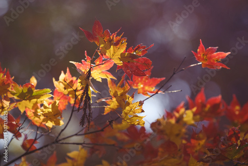 Red maple leaves in autumn season with blurred background, taken from Kitakyushu, Fukuoka Prefecture, Japan.soft focus.
