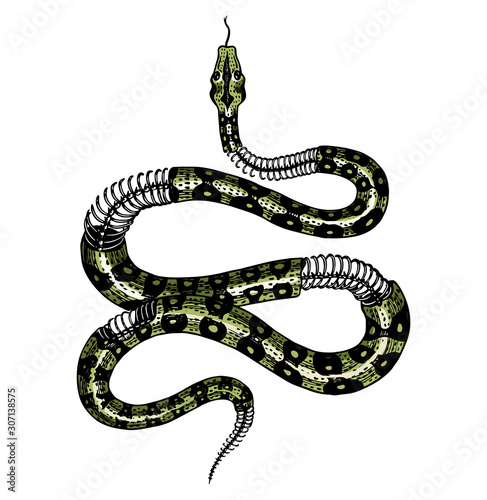 Half-skeleton of a milk snake in Vintage style. Serpent cobra or python or poisonous viper. Engraved hand drawn old reptile sketch for Tattoo, sticker or logo or t-shirts.