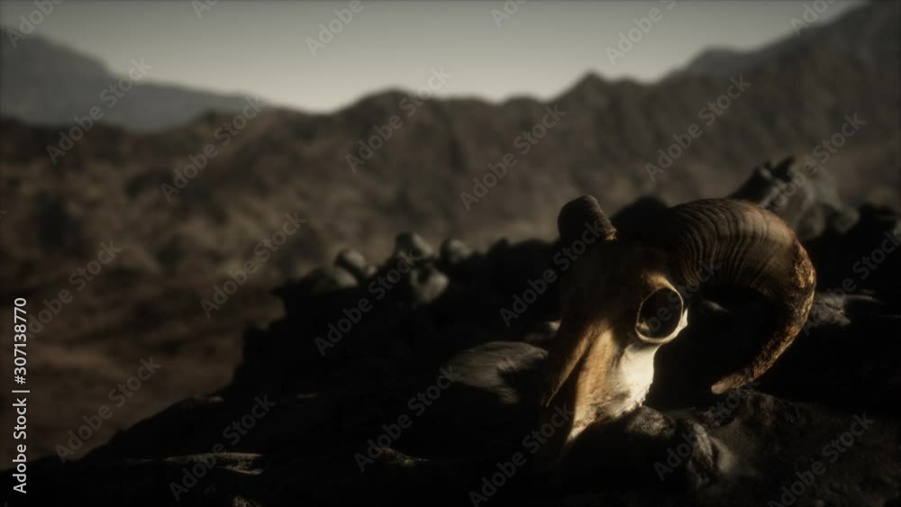European mouflon ram skull in natural conditions in rocky mountains European mouflon ram skull in natural conditions in rocky mountains
