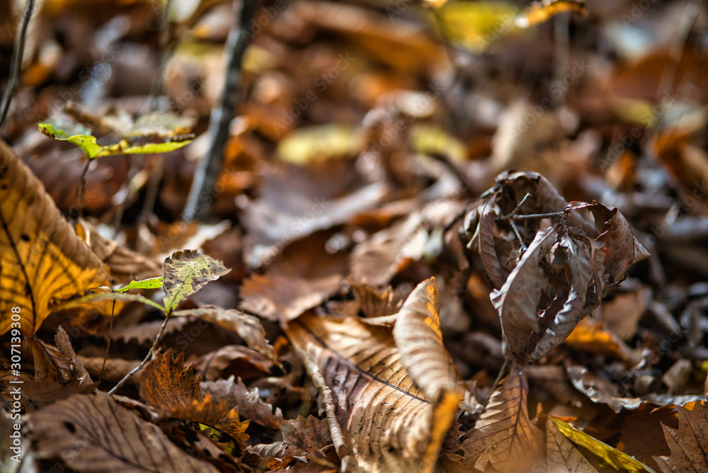 Brown dry leaves On the branches in the forest that is shining in the winter.shallow focus effect. Brown dry leaves On the branches in the forest that is shining in the winter.shallow focus effect.