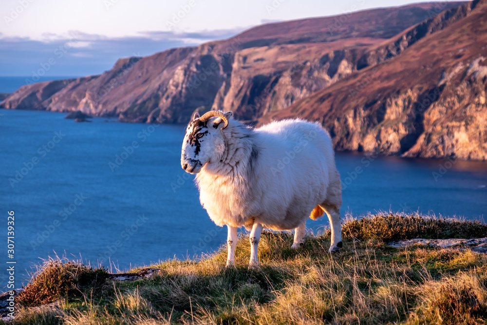 Obraz premium Sheep enjoying the sunset at the Slieve League cliffs in County Donegal, Ireland