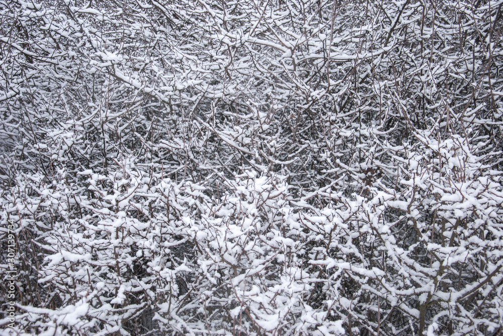 snowy weather of a winter village landscape. Against the background of trees, steppe snowy weather of a winter village landscape. Against the background of trees, steppe