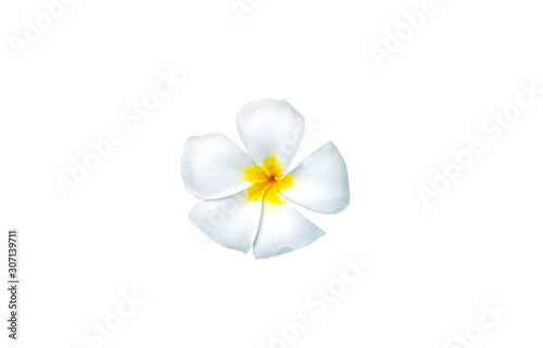 Plumeria flowers are fragrant and beautiful blossoming flowers on white background appropriate the background , idea copy space