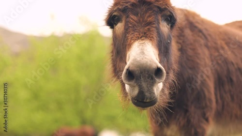 Tight shot of a brown domesticated donkey looking at camera and then grazing.
