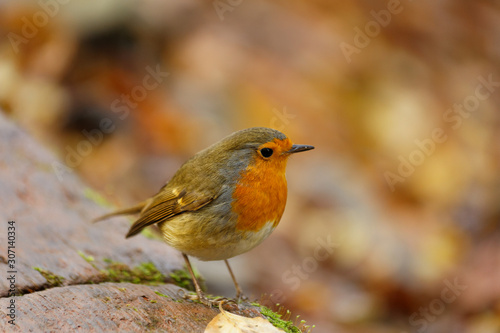 European Robin scientifically known as Erithacus rubecula feeding on the ground in the autumn at Belgrad Forest of Istanbul in Turkey.