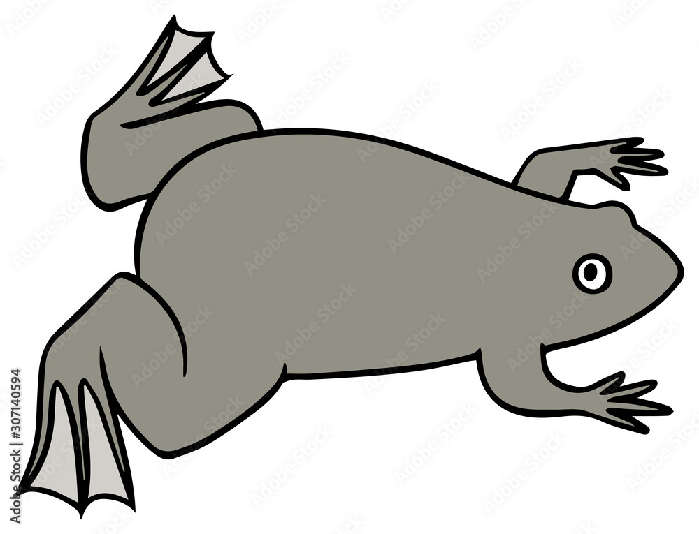 アフリカツメガエルのイラスト アフリカツメガエルのイラスト