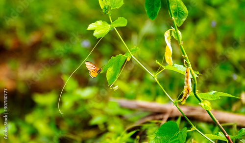 Butterflies on the island twigs , drinking nectar from flowersof the morning look beautiful photo