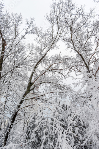 Trees covered in snow after winter storm © Joyce Vincent