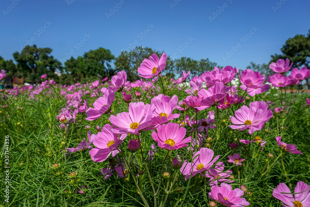 Pink zinnia in the garden