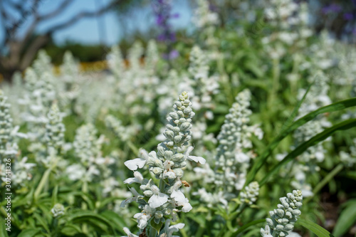 ิBlue salvia flowers in the garden