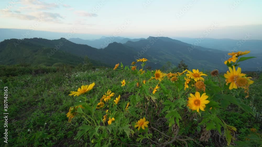 B Roll Shot. Yellow flowers at the top of the mountain during sunrise time