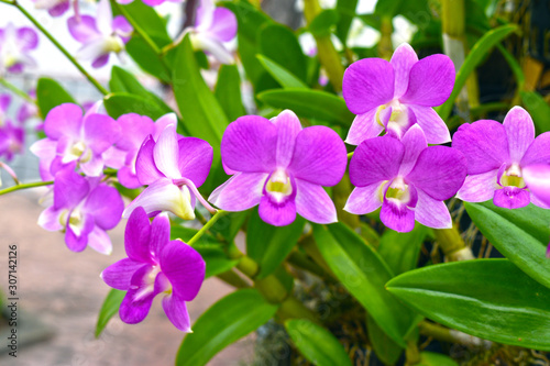 Purple orchid flower  Beautiful lavender color of wild orchid flower among blurry green bokeh background