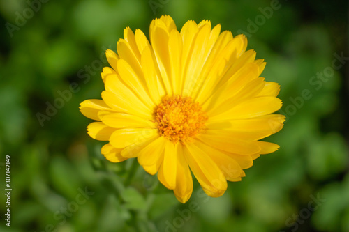 Marigold flower close-up