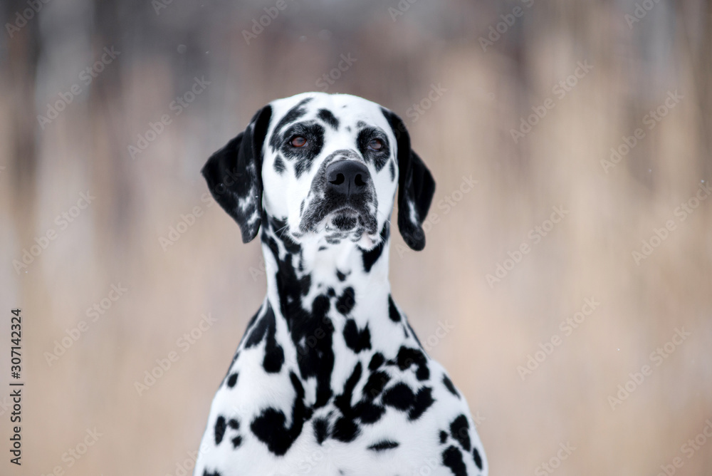 Dog breed Dalmatian winter in the snow portrait closeup