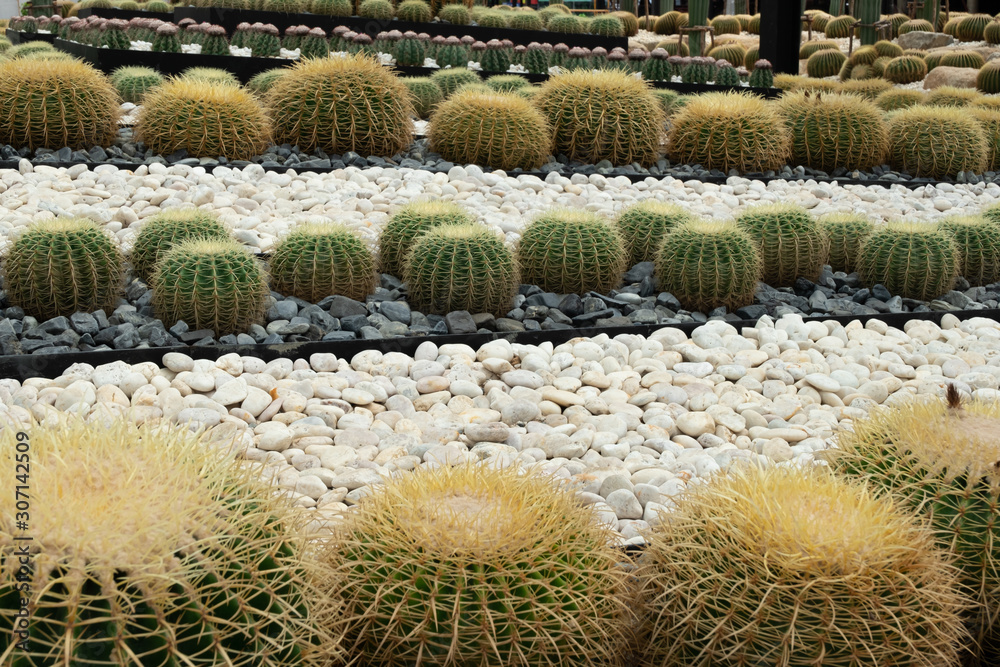 Round cactus garden. Round cactus garden.