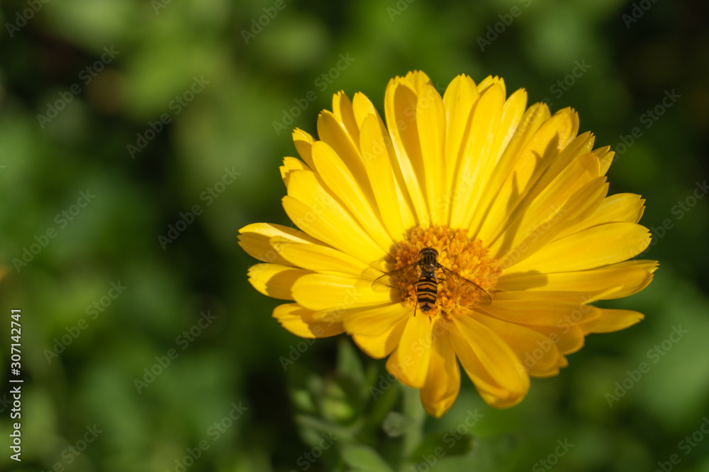 Obraz premium Hoverfly on marigold flower - landscape orientation