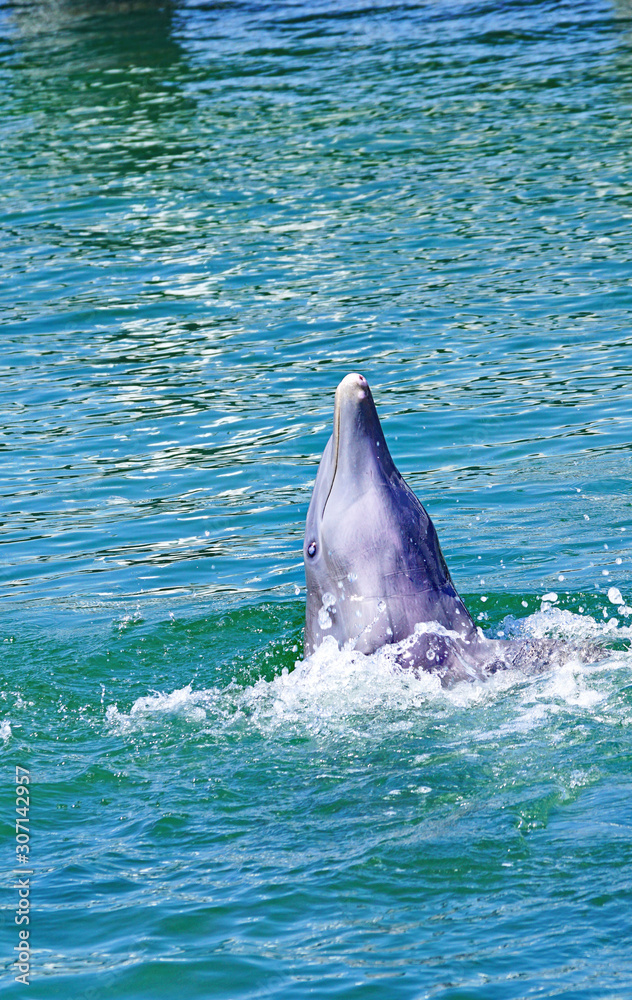Fototapeta premium Delfinario y delfines en un espectáculo de Cayo Santa María, República de Cuba