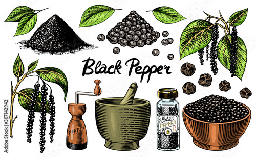 Black pepper set in Vintage style. Mortar and pestle, Allspice or peppercorn, Mill and dried seeds, a bunch of spices. Herbal seasoning for cooking. Engraved hand drawn vector sketch for background