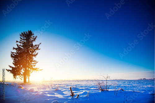 Attractive winter landscape and covered snow trees. Dramatic wintry scene. Happy holadays and New Year. photo