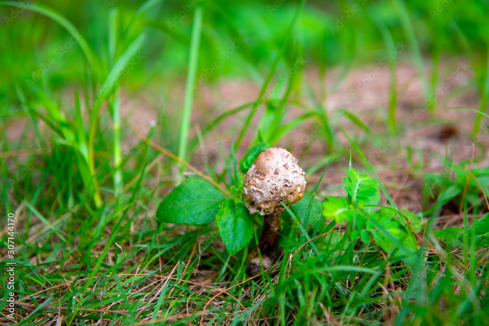 white cone mushrooms in the morning green lawn look beautiful looking through a crystal glass ball , suitable to use as a background, idea copy space white cone mushrooms in the morning green lawn look beautiful looking through a crystal glass ball , suitable to use as a background, idea copy space