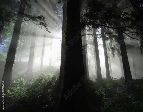 forest