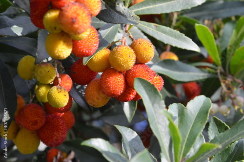 Arbouse and arbutus (Arbusiers) photo