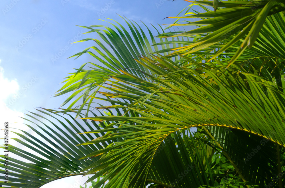 Fototapeta premium palm, tree, sky, tropical, leaf, nature, blue, green, palm tree, beach, coconut, summer, plant, leaves, travel, trees, sun, exotic, branch, island, sea, paradise, clouds, frond, holiday