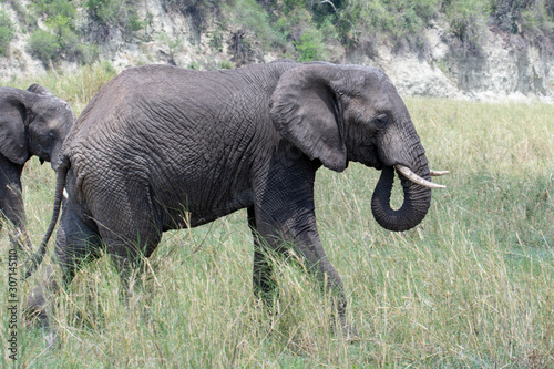 African elephant in the wild in the savannah in africa.