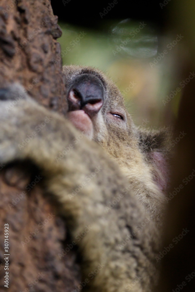 Obraz premium Image of a koala bear sleep on tree. Wild Animals.