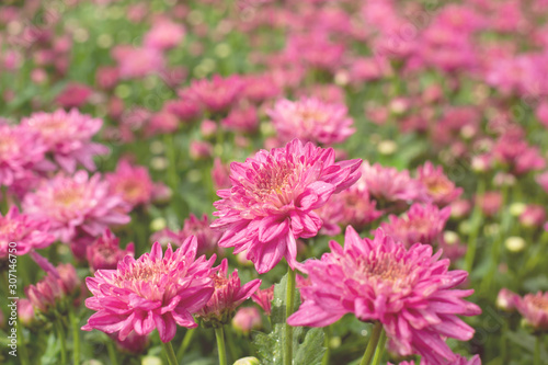 Beautiful pink chrysanthemum blossoms in the garden