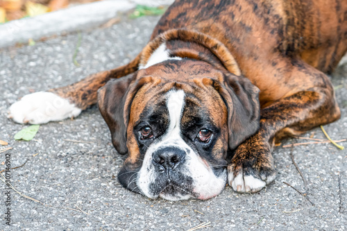 Boxer Dog Portrait Closeup In Park © radub85