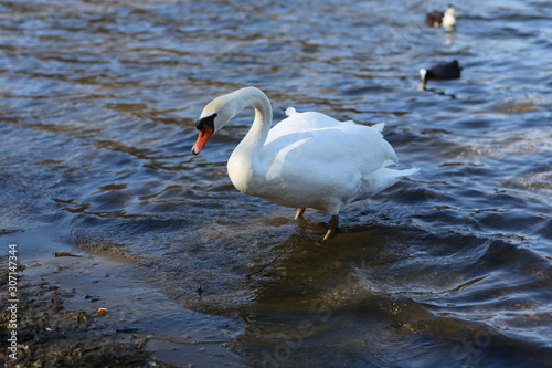 swan on the lake