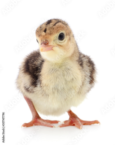 Chicken turkey isolated. © Anatolii