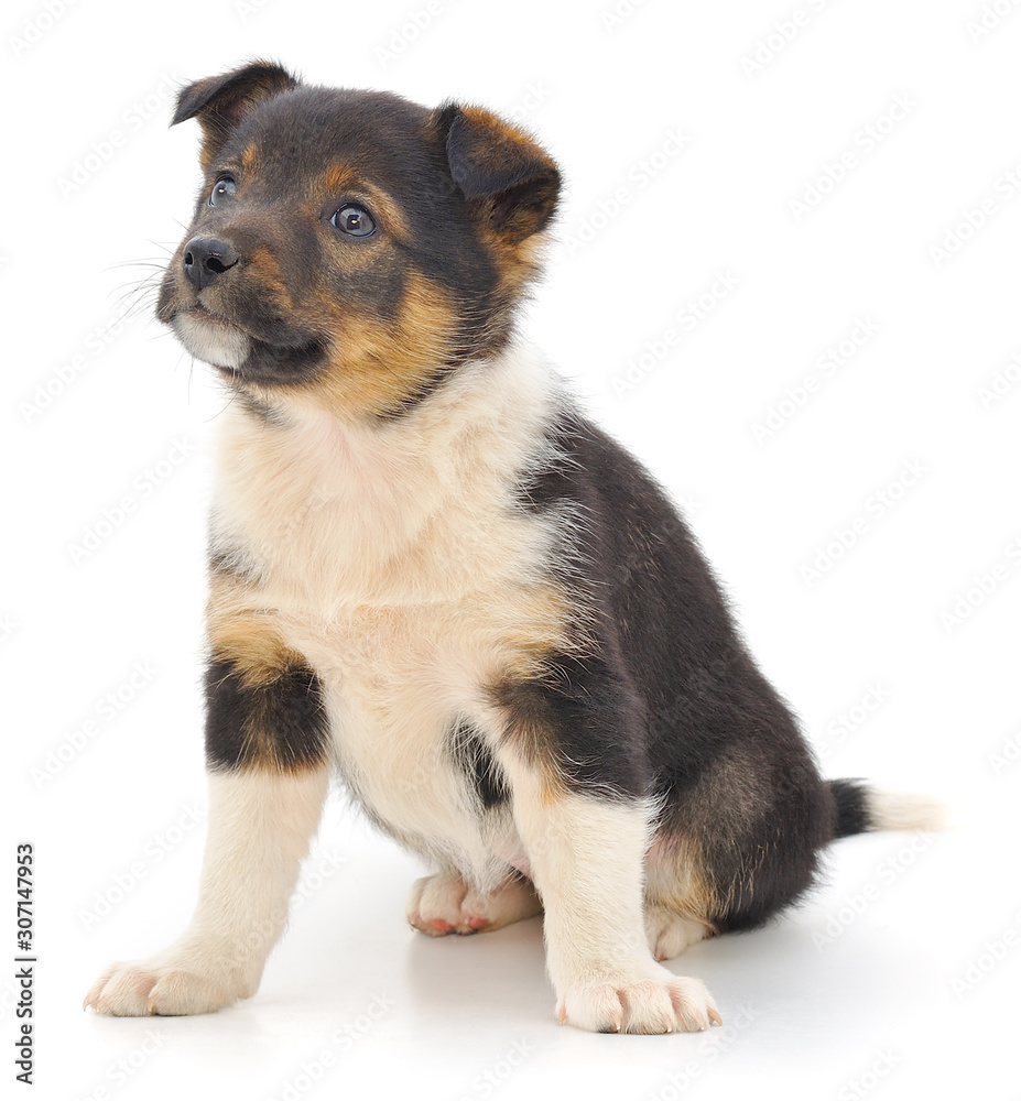 Baby puppy isolated. Baby puppy isolated.