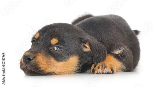 Baby puppy isolated.