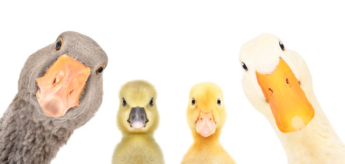 Portrait of a goose, gosling, duckling, duck isolated on a white background