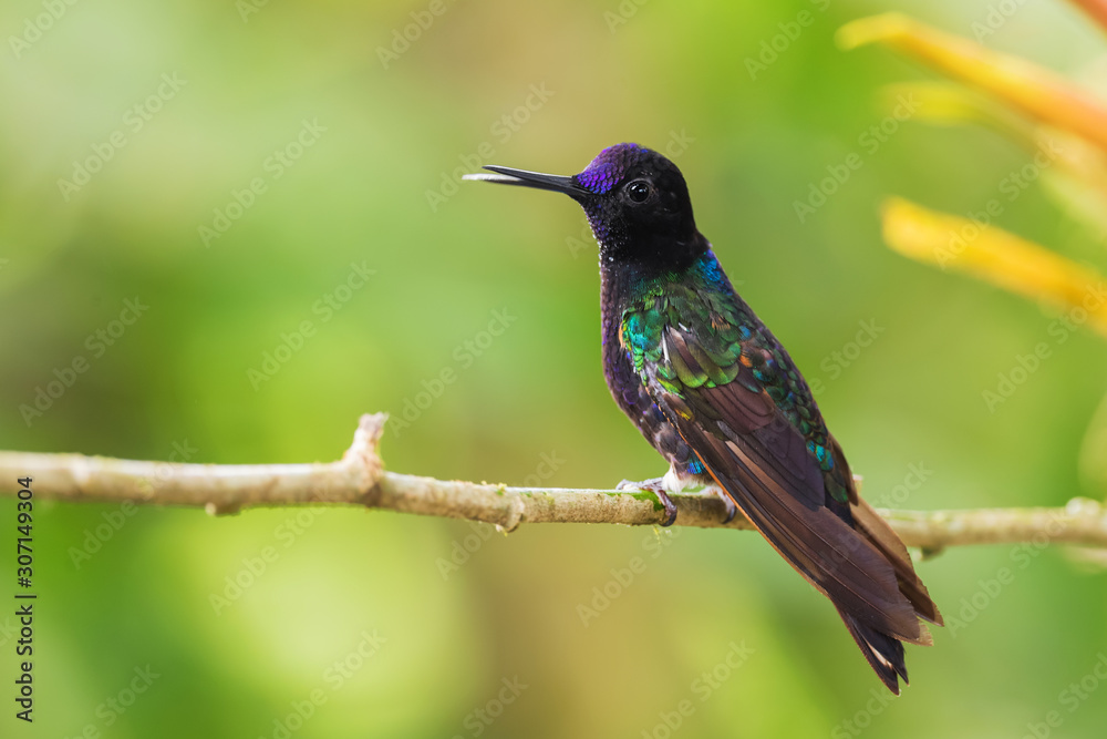 Fototapeta premium Velvet-purple Coronet - Boissonneaua jardini, beautiful colored hummingbird from western Andean slopes of South America, Amagusa, Ecuador.