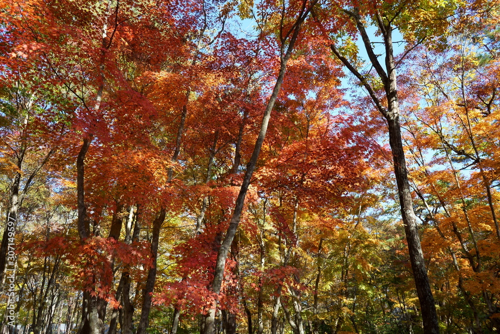 Autumn leaves in the garden of the wedding hall in Karuizawa Autumn leaves in the garden of the wedding hall in Karuizawa