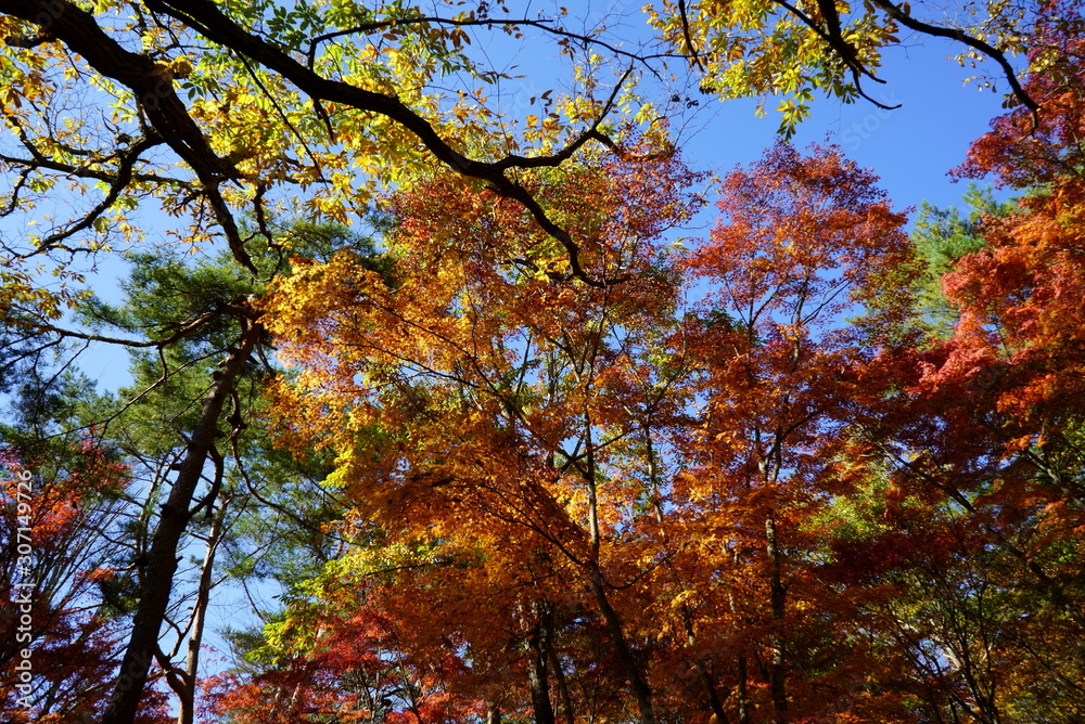 Autumn leaves in the garden of the wedding hall in Karuizawa