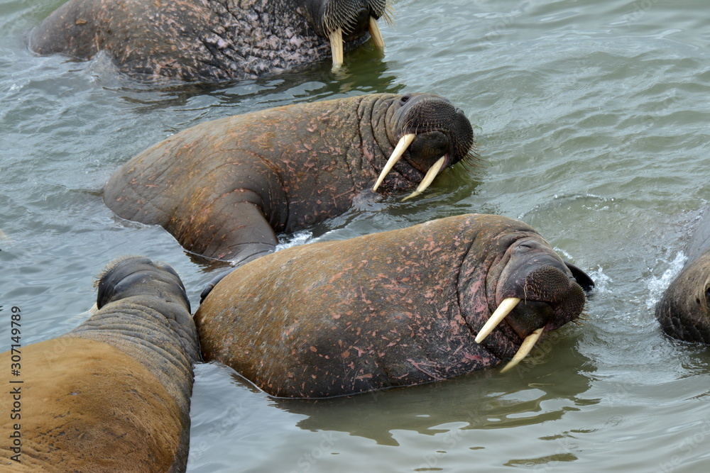 Fototapeta premium Walrus atlantic, Pechora sea, Russia