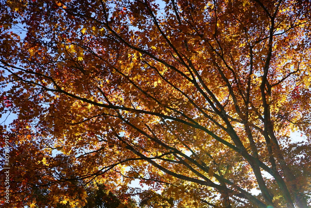 Autumn leaves in the garden of the wedding hall in Karuizawa Autumn leaves in the garden of the wedding hall in Karuizawa