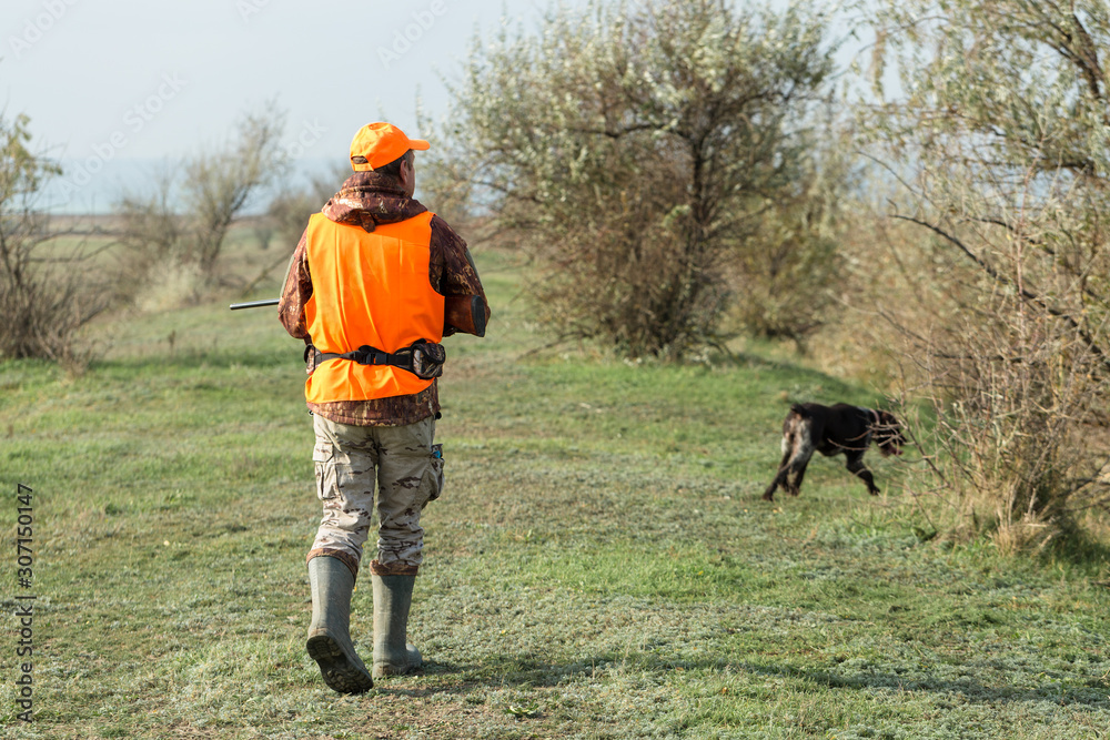 A man with a gun in his hands and an orange vest on a pheasant hunt in a wooded area in cloudy weather. Hunter with dogs in search of game. A man with a gun in his hands and an orange vest on a pheasant hunt in a wooded area in cloudy weather. Hunter with dogs in search of game.