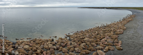 Walrus atlantic, Pechora sea, Russia photo