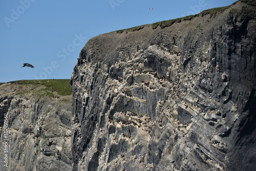 Kaira bird, Barents sea, Novaya Zemlya, Russia photo