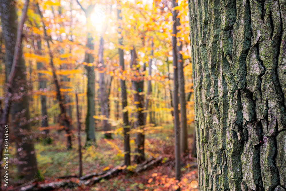 forêt en automne et tronc d'arbre